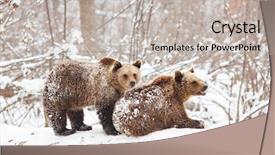  Presentation with bear mountian - Cool new PPT theme with environment tundra - bear cubs playing in snow backdrop and a light gray colored foreground