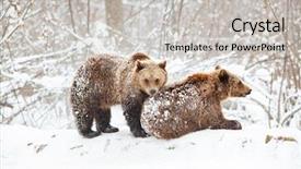  Presentation with snow - Slides enhanced with environment tundra - bear cubs playing in snow background and a light gray colored foreground