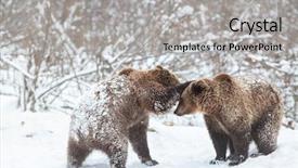  Presentation with snow - Presentation theme featuring environment tundra - bear cubs playing in snow background and a light gray colored foreground