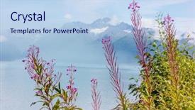  Presentation with meadow - Presentation consisting of environment tundra - meadow in alaska background and a light blue colored foreground