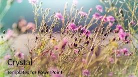  Presentation with tundra - Cool new slide deck with environment tundra - mountain meadow in alaska summer backdrop and a coral colored foreground
