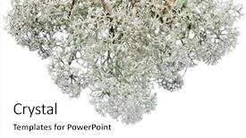  Presentation with lichen - Amazing PPT theme having environment tundra - northern reindeer lichen isolated backdrop and a white colored foreground