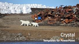  Presentation with polar bear - Audience pleasing theme consisting of environment tundra - polar bear survival in arctic backdrop and a violet colored foreground