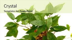  Presentation with green pea plant - PPT theme having environmental ceramic - green plant over white background and a  colored foreground