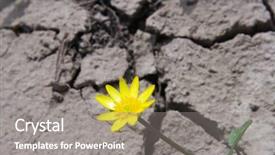  Presentation with environmental - Audience pleasing presentation theme consisting of environmental conditions - yellow flower of a buttercup backdrop and a gray colored foreground