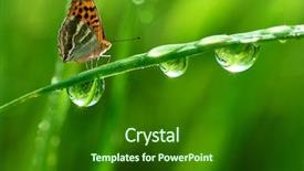  Presentation with dew - PPT theme with environmental conservation - fresh morning dew and butterfly background and a forest green colored foreground