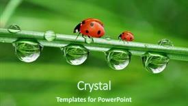  Presentation with food waste fresh in garbage - Cool new theme with environmental conservation - fresh morning dew and ladybird backdrop and a tawny brown colored foreground