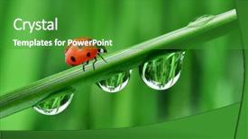  Presentation with dew - Amazing theme having environmental conservation - fresh morning dew and ladybird backdrop and a shamrock green colored foreground