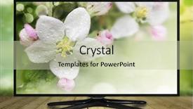  Presentation with green nature - Amazing slide deck having environmental monitoring - 4k monitor isolated on white backdrop and a mint green colored foreground