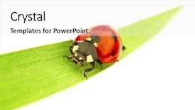  Presentation with art white gray grey - Amazing slides having environmental protection - ladybug on green grass isolated backdrop and a  colored foreground
