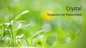  Presentation with mindfulness green - Presentation theme consisting of environmental psychology - green grass with very shallow background and a yellow colored foreground