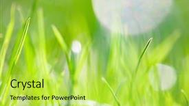  Presentation with mindfulness green - Audience pleasing slide deck consisting of environmental psychology - green grass with very shallow backdrop and a yellow colored foreground