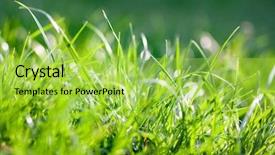  Presentation with mindfulness green - Theme enhanced with environmental psychology - green grass with very shallow background and a yellow colored foreground