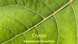  Presentation with green leaf - Presentation theme with environmental science - green leaf background background and a  colored foreground