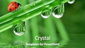  Presentation with dew - Theme having environmental water - fresh morning dew and ladybird background and a shamrock green colored foreground