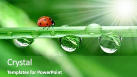  Presentation with fresh start for children - PPT theme consisting of environmental water - fresh morning dew and ladybird background and a shamrock green colored foreground