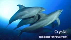  Presentation with underwater - Audience pleasing PPT theme consisting of bottlenose - wild dolphins underwater backdrop and a navy blue colored foreground