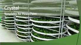  Presentation with fermentation - Cool new PPT theme with enzymatic - fermentation for tea in factory backdrop and a ocean colored foreground