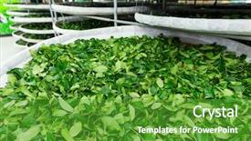  Presentation with fermentation - PPT theme enhanced with enzymatic - fermentation of tea in factory background and a tawny brown colored foreground