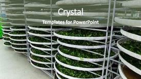  Presentation with fermentation - Audience pleasing slide deck consisting of enzymatic - fermentation of tea backdrop and a  colored foreground