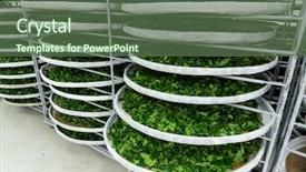  Presentation with fermentation - Audience pleasing PPT theme consisting of enzymatic - fermentation of tea backdrop and a  colored foreground