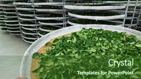  Presentation with fermentation - Presentation design consisting of enzymatic - fermentation racks of tea background and a  colored foreground