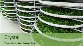  Presentation with fermentation - Presentation theme featuring enzymatic - fermentation racks of tea background and a seafoam green colored foreground