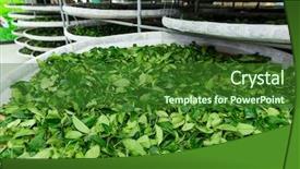  Presentation with factory - Slide deck featuring enzymatic - tea factory in taitung taiwan background and a  colored foreground