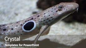  Presentation with shark - Presentation design featuring epaulette shark hemiscyllium ocellatum wildlife animal background and a dark gray colored foreground