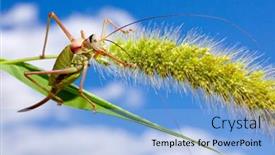  Presentation with sky blue - Amazing presentation theme having ephippiger-grasshopper-on-cereal-grass backdrop and a light blue colored foreground