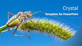  Presentation with sky blue - Audience pleasing PPT theme consisting of ephippiger-grasshopper-on-cereal-stem backdrop and a teal colored foreground