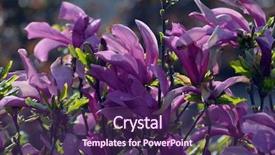 Presentation with magnolia - Presentation theme with epicenter - magnolia blooms beautiful violet magnolia background and a violet colored foreground