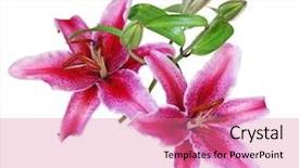  Presentation with pink flowers - PPT layouts enhanced with epoca romanticismo - pink stargazer lilies flowers isolated background and a coral colored foreground