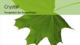  Presentation with maple leaf - PPT theme consisting of eps10 - green maple leaf isolated background and a shamrock green colored foreground