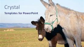  Presentation with equestrian - Presentation design consisting of equestrian-beauty-donkeys-in-pastoral and a sky blue colored foreground