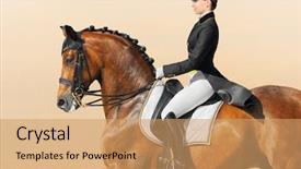  Presentation with stallion - Slides having equestrian sport - dressage closeup background and a coral colored foreground