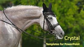  Presentation with horse head - Slide deck enhanced with equestrian sport - dressage head background and a tawny brown colored foreground