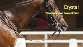  Presentation with horse head - Slide set consisting of equestrian sport - dressage head background and a tawny brown colored foreground