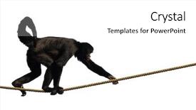  Presentation with monkey - Colorful presentation enhanced with equilibrio animal - monkey climbing on a rope backdrop and a white colored foreground