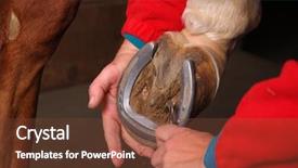  Presentation with shoe - Amazing slide set having equine healthcare - horse shoe cleaning backdrop and a tawny brown colored foreground