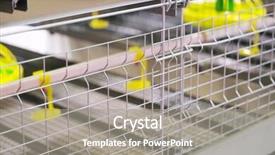  Presentation with farm equipment - PPT theme consisting of equipment at the poultry farm background and a  colored foreground