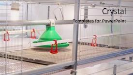  Presentation with farm equipment - Amazing theme having equipment at the poultry farm backdrop and a  colored foreground