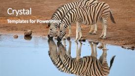  Presentation with water park - PPT theme having equus burchelli drinking water etosha background and a coral colored foreground