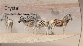  Presentation with dust - Amazing PPT theme having equus burchelli in dust etosha backdrop and a mint green colored foreground