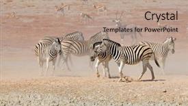  Presentation with dust - Colorful slide deck enhanced with equus burchelli in dust etosha backdrop and a coral colored foreground