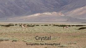  Presentation with ladakh - Cool new theme with equus kiang on changthang plateau backdrop and a coral colored foreground