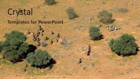  Presentation with aerial view of cape town - Audience pleasing PPT theme consisting of equus quagga and blue wildebeest backdrop and a gold colored foreground