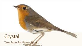  Presentation with small european robin erithacus rubecula - Amazing presentation having erithacus rubecula - isolated on white backdrop and a cream colored foreground