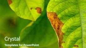  Presentation with erwinia amylovora - Cool new presentation theme with erwinia amylovora bacteria atacks fruit backdrop and a tawny brown colored foreground