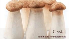  Presentation with mushrooms - Presentation consisting of eryngii-mushrooms-isolated-on-white background and a soft green colored foreground